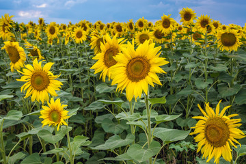 Close up on sunflowers on a field in rural area of Moldova