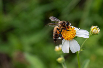 Bees are eating nectar from white flowers.