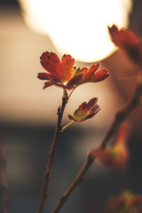 dry red autumn leaves on a branch on the sunset