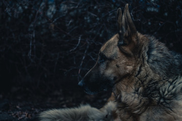German shepherd dog portrait in dark gloomy forest