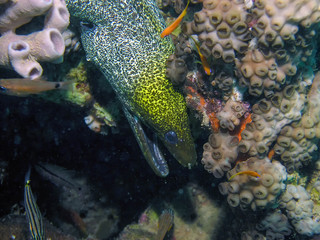 Undulated Moray Eel (Gymnothorax undulatus)