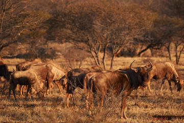 herd of golden wildebeest walking in the bush