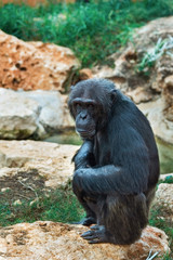  portrait of a black chimpanzee