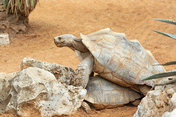 love games of  turtles