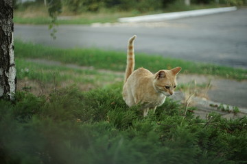 Ginger cat goes to the toilet in the garden.