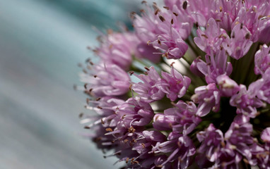 Blurred natural floral background. One pink wild onion flower on the right. Close-up, cropped shot, horizontal, free space, macro. The concept of natural beauty.