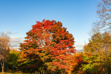 Naklejka premium 大峰高原 中カエデ