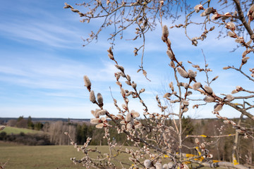 Blütenkätzchen von Populus tremula Zitterpappel