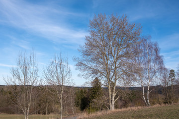 Populus tremula Zitterpappel Habitus im Winter