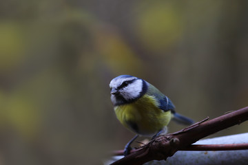 Little blue tit sits on the grapevine on a blurred background of indeterminate color...