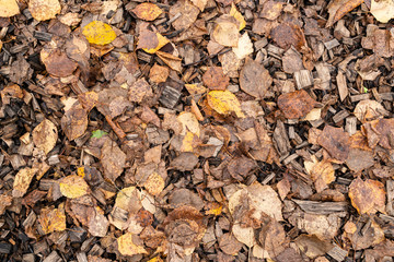Autumn leaf texture outdoor