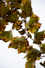 Some brown golden leaves 