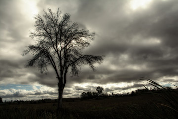 Fototapeta na wymiar Imagen de invierno con un árbol a la izquierda y nubes de tormenta en color sepia