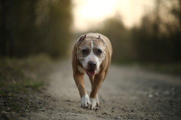 Staffordshire Bull Terrier walking on lonely road in forest