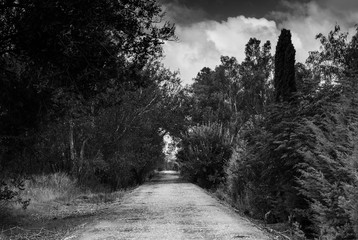 Paisaje de camino en el campo rodeado de &aacute;rboles con cielo de tormenta
