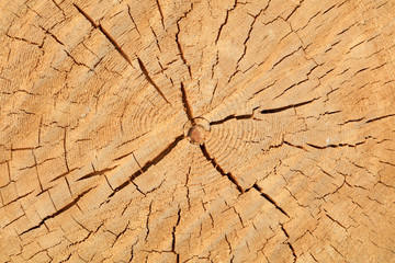 Tree rings and cracks