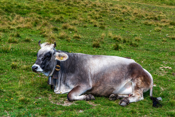 A cow on the pasture in the Dolomites