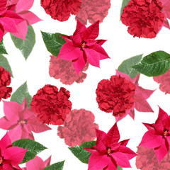 Beautiful floral background of carnation and poinsettia. Isolated