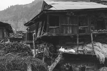 abandoned old house