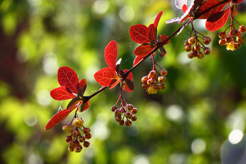 Single branch of a barberry with young claret leaves and the blossoming inflorescences in...