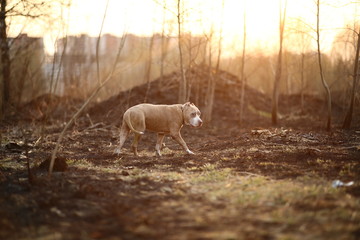 Staffordshire Bull Terrier walking on lonely road in forest