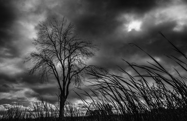 Obraz premium Imagen de invierno con un árbol a la izquierda y nubes de tormenta