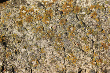 The pieces of moss on textured background