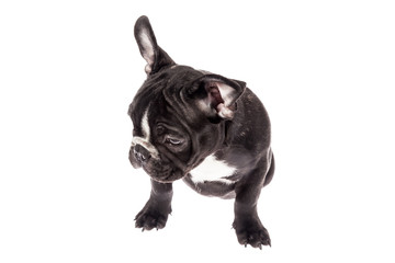 Tender mascot - black french bulldog baby, photo on white background