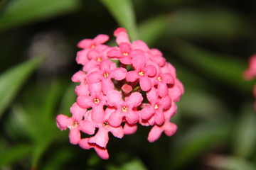 pink flower