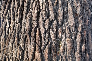 Lebanese Cedar Bark