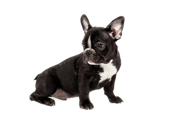 Tender mascot - black french bulldog baby, photo on white background