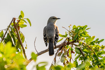 Northern mockingbird sitting on a branch of a pine tree - Florida