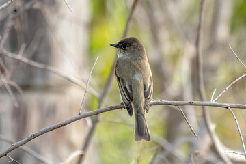 Obraz premium Eastern phoebe near the shore in Florida