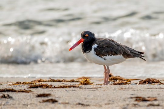 Oyster Catcher Standing On The Beach With Waves Behind It.