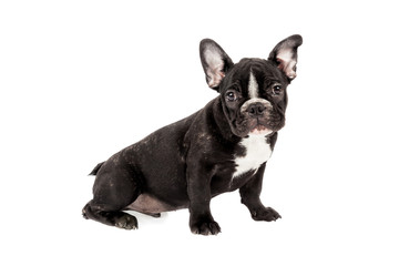 Tender mascot - black french bulldog baby, photo on white background
