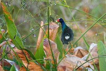 Male purple gallinule in the swamp foliage