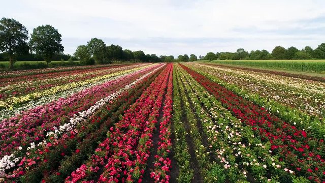 Luftaufnahme von bunten Rosenfeldern im Herbst