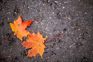 Maple leaves lie on the asphalt