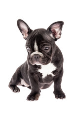 Tender mascot - black french bulldog baby, photo on white background