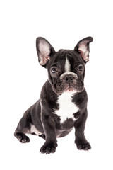Tender mascot - black french bulldog baby, photo on white background
