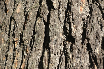 Lebanese Cedar Bark