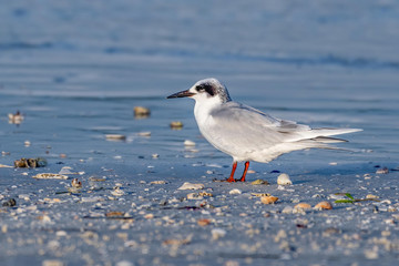 Lesser tern on the beach