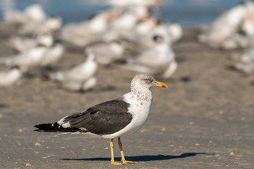 Lesser black backed gull in a flock of terns on the beach