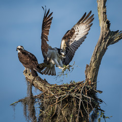 Osprey Landing