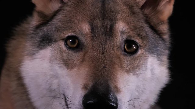 Ein Hybrid aus Schäferhund und Wolf, ein tschechoslowakischer Wolfshund. Gesicht und Augen mit direktem Blick in die Kamera. Studio mit schwarzem Hintergrund, 50 fpm
