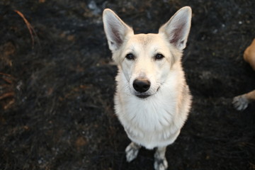 Peaceful shepherd dog on walk in nature