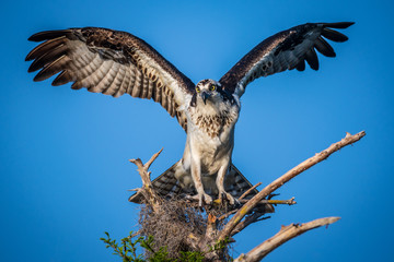 osprey landing