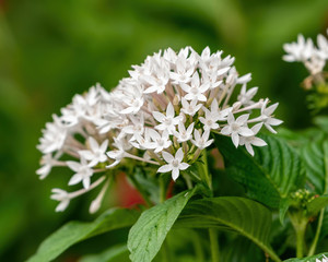 Pentas - white (group of small white flowers)