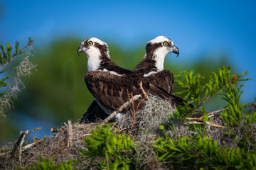 Ospreys Back to Back