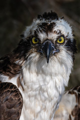 Osprey Close Up
